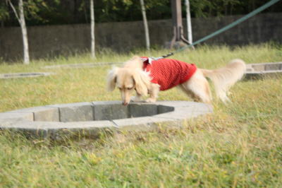 hana2008092006.jpg